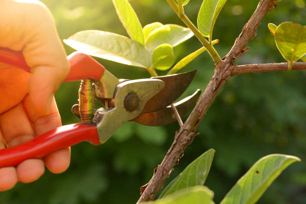 Best Residential Tree Removal  in Memphis, TN